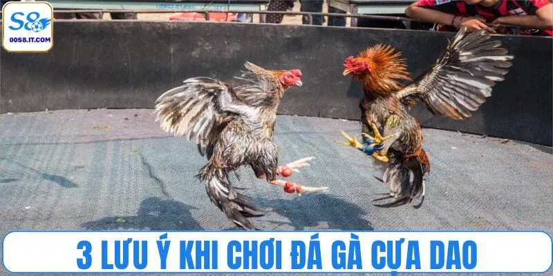 3 lưu ý khi chơi đá gà cựa dao