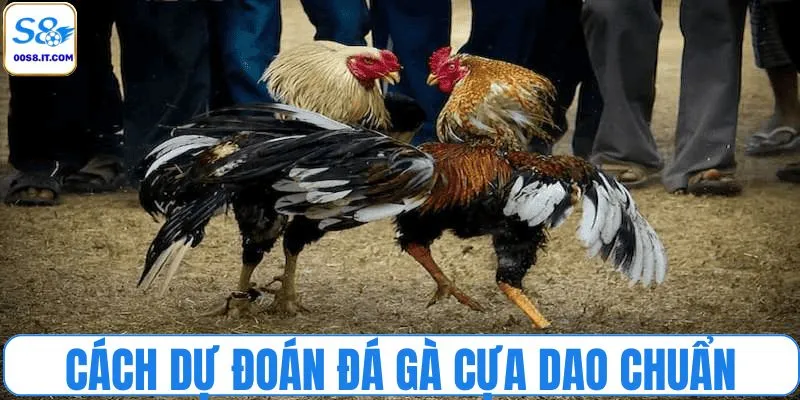 Cách dự đoán đá gà cựa dao chuẩn