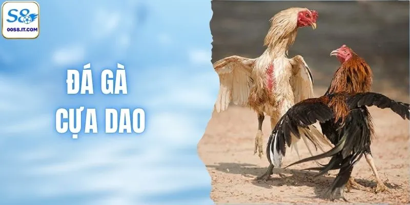 Khám Phá 3 Cách Chơi Đá Gà Cựa Dao Online Bất Bại Nhất