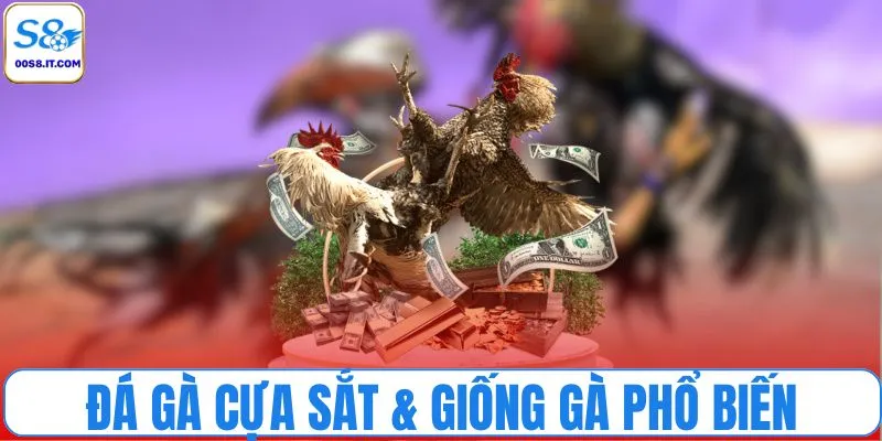 Đá gà cựa sắt và một số giống gà phổ biến