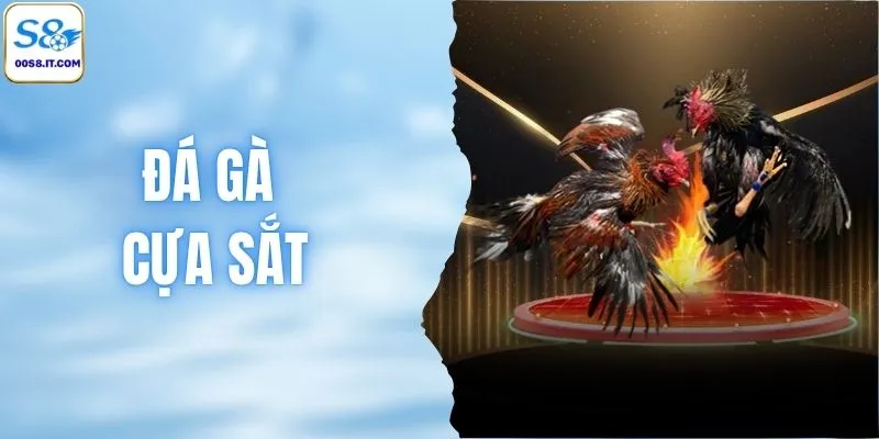 Đá Gà Cựa Sắt Là Gì? 3 Nguyên Tắc Quan Trọng Cần Phải Biết