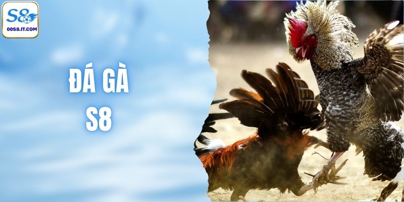 Đá Gà S8 - Đấu Trường Chọi Gà Rực Lửa Và Uy Tín Số 1