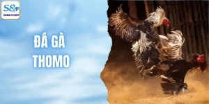 Đá Gà Thomo - 3 Lý Do Không Thể Bỏ Qua Game Siêu Hay