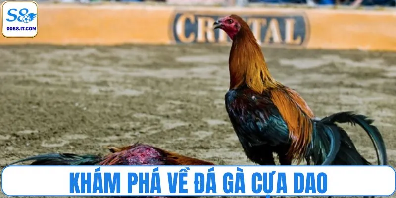 Khám phá về đá gà cựa dao
