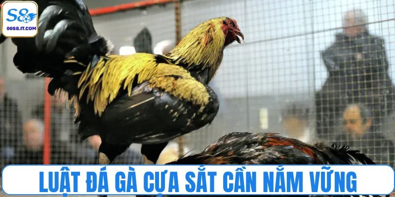 Luật đá gà cựa sắt cần nắm vững
