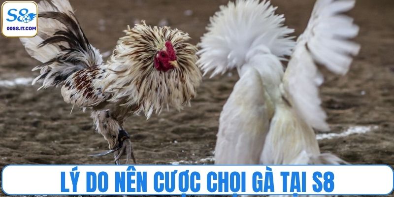 Lý do nên cược chọi gà tại nhà cái