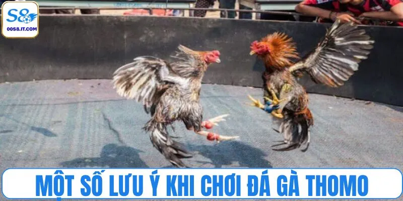 Một số lưu ý khi chơi đá gà Thomo