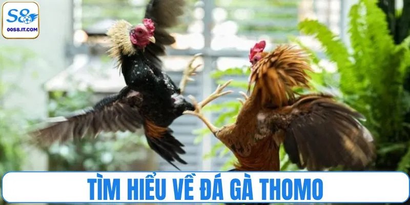Tìm hiểu về đá gà Thomo